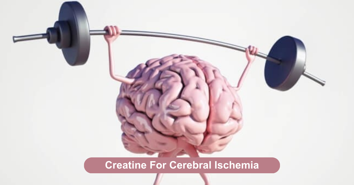 Creatine For Cerebral Ischemia: How And Why It Works